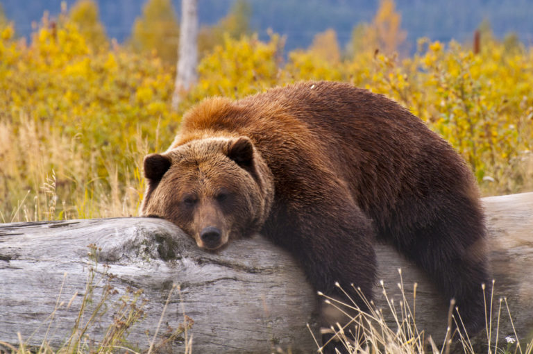 Orso in letargo